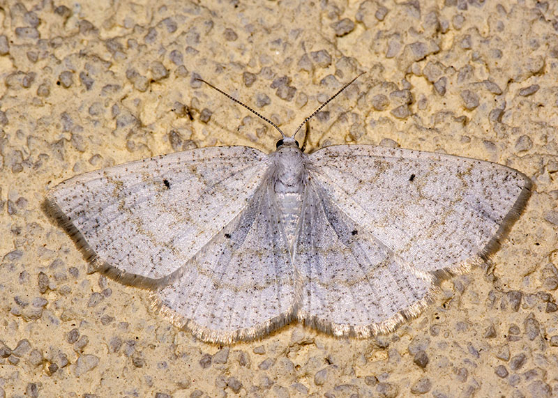 Geometridae - Cabera exanthemata? S